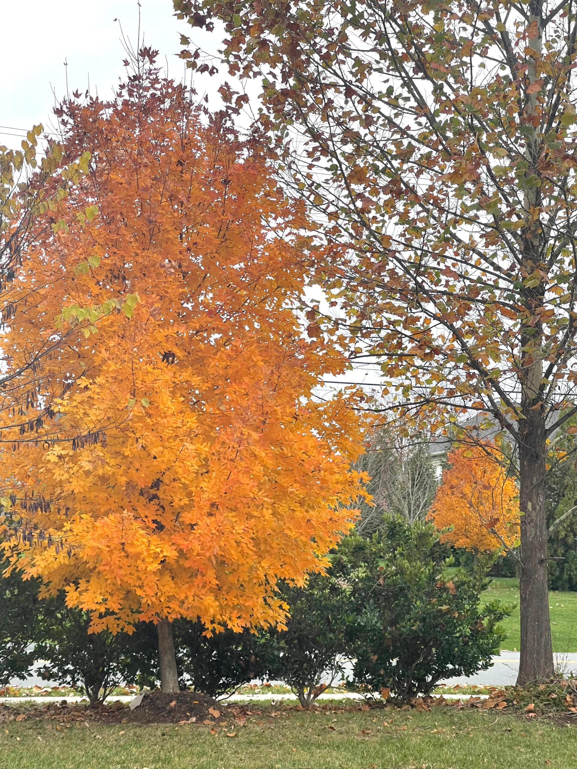 WhatsApp Image 2025-10-30 at 18.09.50_dcda663e